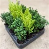 CHAMAECYPARIS  5,5 CM MIXWORLD VECKANS
